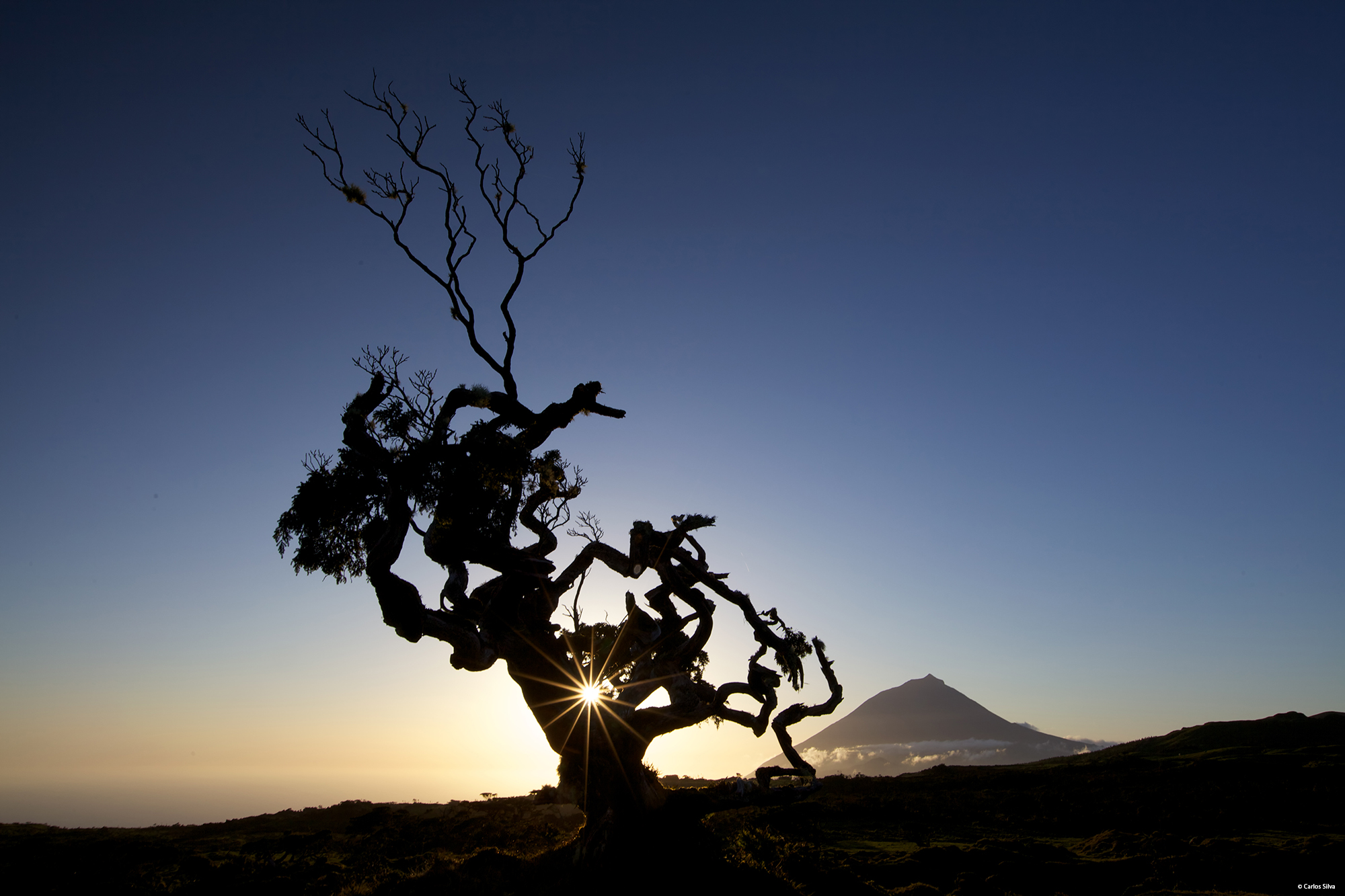 © Carlos Silva 9386.jpg
